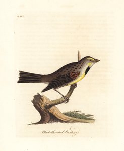 Dickcissel, Spiza americana (Bruant à gorge noire, Emberiza americana). Gravure à la main en cuivre dessinée et gravée par John Latham de son propre A General History of Birds, Winchester - John Latham