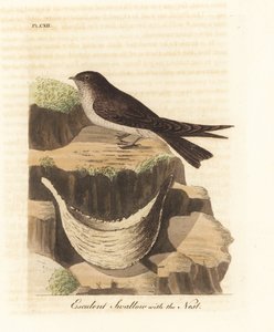 Salangane à nid comestible, Aerodramus fuciphagus, et nid de salive, utilisé dans la soupe de nid d