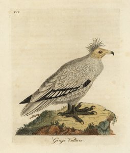 Vautour percnoptère, Neophron percnopterus ginginianus - John Latham
