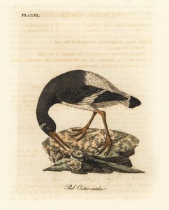Huîtrier pie, Haematopus ostralegus. Gravure sur cuivre dessinée et gravée par John Latham de son propre A General History of Birds, Winchester