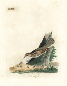 Torcol fourmilier, Jynx torquilla. Gravure à la main par John Latham de son propre A General History of Birds, Winchester