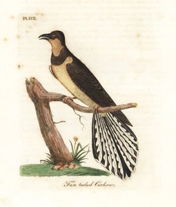 Coucou à queue en éventail, Cacomantis flabelliformis (Coucou à queue en éventail, Cuculus flabelliformis). Gravure à la main en couleur par John Latham de son propre A General History of Birds, Winchester - John Latham