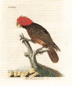 Cacatoès gang-gang, Callocephalon fimbriatum. Gravure à la main par John Latham de son propre A General History of Birds, Winchester - John Latham