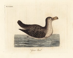 Pétrel géant, Macronectes giganteus. Gravure à la main en cuivre dessinée et gravée par John Latham de son propre A General History of Birds, Winchester - John Latham