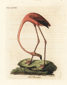 Flamant rose, Phoenicopterus roseus, ou Flamant américain, Phoenicopterus ruber (Flamant rouge, Phaenicopterus ruber). Gravure sur cuivre dessinée et gravée par John Latham de son propre A General History of Birds, Winchester - John Latham