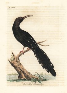 Irrisor à bec rouge, Phoeniculus purpureus. Gravure à la main en cuivre dessinée et gravée par John Latham de son propre A General History of Birds, Winchester - John Latham