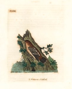 Myrmotherule de Guyane, Myrmotherula surinamensis. Gravure à la main par John Latham de son propre A General History of Birds, Winchester