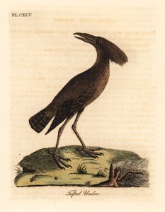 Ombrette africaine, Scopus umbretta. Gravure à la main par John Latham de son propre A General History of Birds, Winchester - John Latham