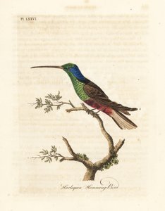 Colibri arlequin, Trochilus multicolor. Spécimen fabriqué au British Museum. Gravure à la main en cuivre dessinée et gravée par John Latham de son propre A General History of Birds, Winchester