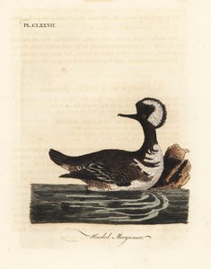 Harle couronné, Lophodytes cucullatus. Gravure à la main par John Latham de son propre A General History of Birds - John Latham