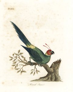 Perruche cornue, Eunymphicus cornutus. Gravure à la main par John Latham de son propre A General History of Birds - John Latham