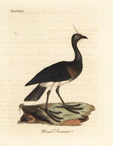 Kamichi cornu, Anhima cornuta. Gravure à la main en cuivre dessinée et gravée par John Latham de son propre A General History of Birds, Winchester - John Latham