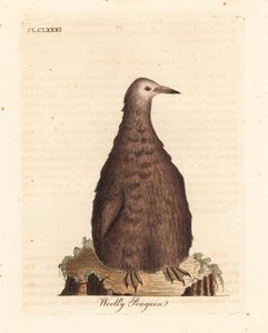Manchot royal, Aptenodytes patagonicus, juvénile (Manchot laineux). Gravure sur cuivre dessinée et gravée par John Latham de son propre A General History of Birds, Winchester - John Latham