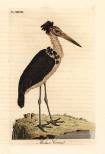 Petit adjutant, Leptoptilos javanicus. Vulnérable. (Crâne de Modun.) Gravure à la main en couleur dessinée et gravée par John Latham de son propre A General History of Birds, Winchester - John Latham