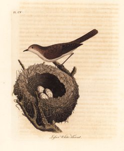 Fauvette babillarde, Sylvia curruca, avec nid et œufs. Gravure à la main par John Latham de son propre A General History of Birds, Winchester