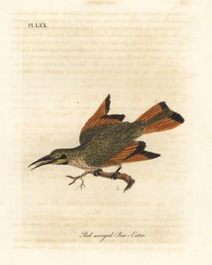 Petit guêpier, Merops pusillus (Guêpier à ailes rouges, Merops erythropterus). Afrique. Gravure à la main en couleur par John Latham de son propre A General History of Birds, Winchester