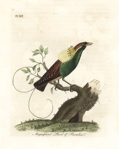 Magnifique oiseau de paradis, Diphyllodes magnificus. Gravure à la main en cuivre dessinée et gravée par John Latham de son propre A General History of Birds, Winchester - John Latham