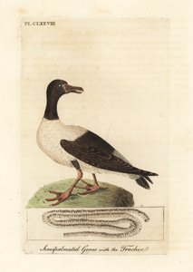 Oie magpie, Anseranas semipalmata, et détail anatomique de sa trachée. (Canard semipalmé, Anas semipalmatus.) Gravure à la main en couleur dessinée et gravée par John Latham de son propre A General History of Birds, Winchester - John Latham