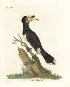 Calao pied de Malabar, Anthracoceros coronatus. Gravure à la main par John Latham de son propre A General History of Birds, Winchester