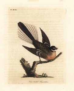 Rhipidure de Nouvelle-Zélande, Rhipidura fuliginosa. Gravure à la main en cuivre dessinée et gravée par John Latham de son propre A General History of Birds, Winchester - John Latham
