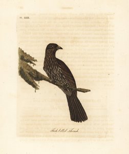 Piopio de l
