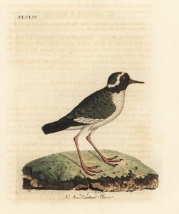 Pluvier de Nouvelle-Zélande, Charadrius obscure (Charadrius novae Zealandiae). En danger. Gravure sur cuivre dessinée et gravée par John Latham de son propre A General History of Birds, Winchester - John Latham