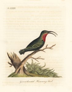 Colibri caribéen à gorge pourpre, Eulampis jugularis (Colibri à gorge grenat, Trochilus granatinus). Gravure à la main en cuivre dessinée et gravée par John Latham de son propre A General History of Birds, Winchester