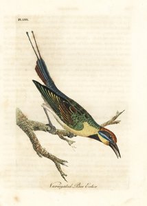 Guêpier arc-en-ciel, Merops ornatus (Guêpier varié). Australie. Gravure à la main en cuivre dessinée et gravée par John Latham de son propre A General History of Birds, Winchester - John Latham