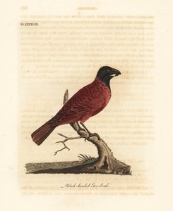 Gros-bec rouge et noir, Periporphyrus erythromelas. Presque menacé. (Gros-bec à tête noire, Loxia erythromelas.) Gravure sur cuivre coloriée à la main dessinée et gravée par John Latham de son propre A General History of Birds, Winchester - John Latham