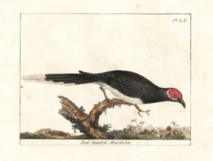 Malkoha à face rouge, Phaenicophaeus pyrrhocephalus. Gravure à la main par John Latham de son propre A General History of Birds, Winchester - John Latham