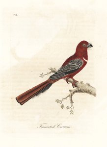 Trogon à tête rouge, Harpactes erythrocephalus. Gravure à la main par John Latham de son propre A General History of Birds, Winchester - John Latham