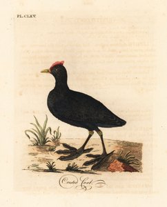 Foulque à crête, Fulica cristata. Gravure sur cuivre dessinée et gravée par John Latham de son propre A General History of Birds, Winchester - John Latham