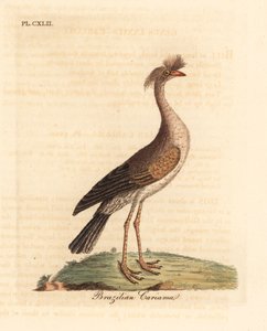 Cariama huppée, Cariama cristata. Gravure à la main par John Latham de son propre A General History of Birds, Winchester - John Latham