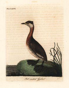 Grèbe jougris, Podiceps grisegena (Podiceps rubricollis). Gravure à la main en cuivre dessinée et gravée par John Latham de son propre A General History of Birds, Winchester - John Latham