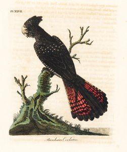 Cacatoès à queue rouge, Calyptorhynchus banksii. Gravure à la main par John Latham de son propre A General History of Birds, Winchester - John Latham