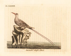 Phaéton à queue rouge, Phaethon rubricauda. Gravure à la main par John Latham de son propre A General History of Birds - John Latham