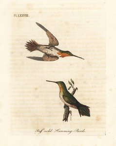 Colibri roux, Selasphorus rufus (Colibri à cou roux, Trochilus collaris). Mâle et femelle. Gravure à la main en couleur par John Latham de son propre A General History of Birds, Winchester - John Latham