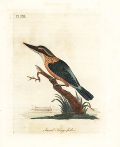 Martin-pêcheur sacré, Todiramphus sanctus (Martin-pêcheur sacré, Alcedo sacra). Gravure à la main en couleur par John Latham de son propre A General History of Birds, Winchester - John Latham
