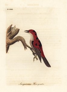 Myzomèle écarlate, Myzomela sanguinolenta. Australie. Gravure à la main en cuivre dessinée et gravée par John Latham de son propre A General History of Birds, Winchester - John Latham
