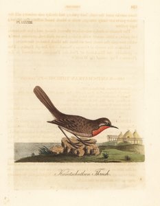 Rossignol calliope, Luscinia calliope. Gravure à la main en cuivre dessinée et gravée par John Latham de son propre A General History of Birds, Winchester - John Latham