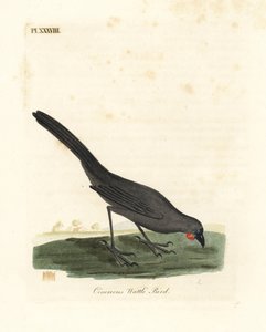 Kokako de l