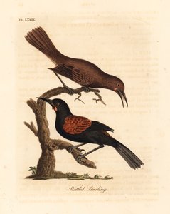 Tieke, Philesturnus carunculatus, mâle et femelle. Gravure à la main par John Latham de son propre A General History of Birds, Winchester - John Latham