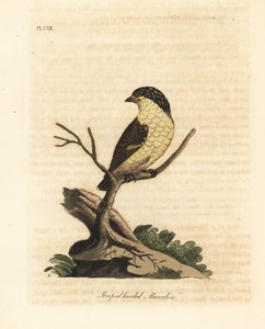 Pardalote strié, Pardalotus striatus. Gravure à la main par John Latham de son propre A General History of Birds - John Latham
