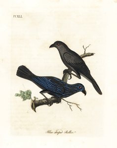 Étourneau strié, Aplonis striata. Gravure à la main par John Latham de son propre A General History of Birds, Winchester - John Latham