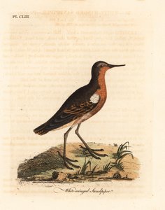 Bécasseau de Tahiti, Prosobonia leucoptera. Éteint. (Bécasseau à ailes blanches, Tringa leucoptera.) Gravure à la main en couleur dessinée et gravée par John Latham de son propre A General History of Birds, Winchester