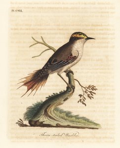 Rayadito à queue épineuse, Aphrastura spinicauda. Gravure à la main par John Latham de son propre A General History of Birds, Winchester - John Latham