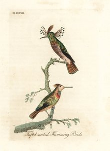 Coqs touffus, Lophornis ornatus (Colibris à cou touffu, Trochilus ornatus). Mâle et femelle. Gravure à la main en cuivre dessinée et gravée par John Latham de son propre A General History of Birds, Winchester - John Latham