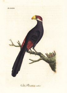 Touraco violet ou mangeur de bananes violacé, Musophaga violacea. Gravure à la main en couleur par John Latham de son propre A General History of Birds, Winchester - John Latham