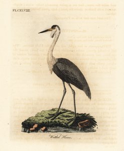 Grue caronculée, Bugeranus carunculatus. Vulnérable. (Héron caronculé, Ardea carunculata.) Gravure à la main en couleur dessinée et gravée par John Latham de son propre A General History of Birds, Winchester - John Latham