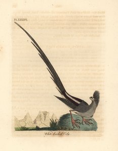 Coliou à dos blanc, Colius colius (Coliou à dos blanc, Colius leuconotus). Gravure à la main en cuivre dessinée et gravée par John Latham de son propre A General History of Birds, Winchester